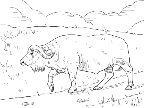 Cape Buffalo Coloring Page